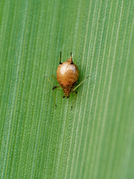 Parasitized Aphid (Aphid Mummy)