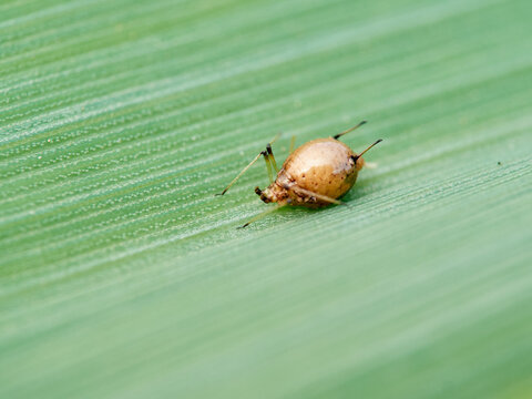 Parasitized Aphid (Aphid Mummy)