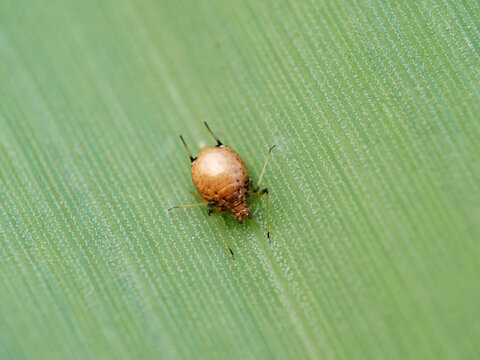 Parasitized Aphid (Aphid Mummy)