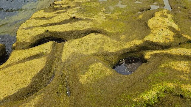 Close-up of smooth eroded yellow tuff rock surface with tide pools and green algae patches at Sagye Beach coastline on Jeju Island