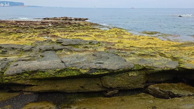 Close-up of stratified sandstone formations densely covered in yellow-green algae along Sagye Beach coastline, with calm ocean in background