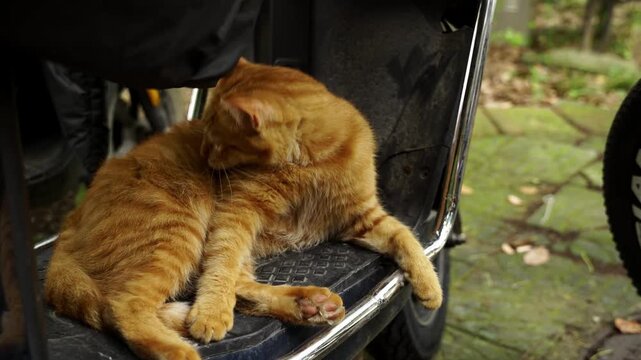 Cat Documentary Part 9 - Stray Orange Tabby resting comfortably on a moped