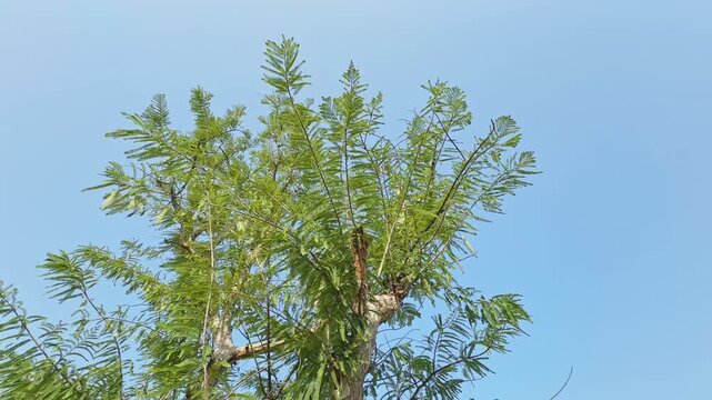 Low angle view of an amla tree canopy with delicate branches and feathery foliage moving softly in the breeze beneath a bright cloudless sky