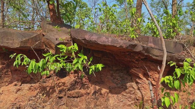 Tracking movement across a rugged rock overhang where fresh green vegetation emerges from crevices revealing natural resilience geological textures and contrasting landforms