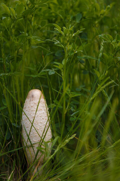 Shaggy ink cap mushroom, lawyers wig or Coprinus comatus among green grass. Macro shot, soft focus