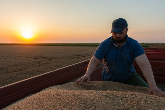 Farmer inspecting freshly harvested wheat in grain trailer during harvest