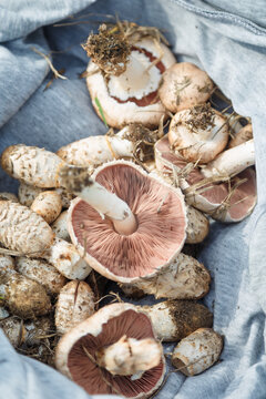 Fresh picked uncooked champignons mushrooms on grey fabric background. White pink agaric pileus