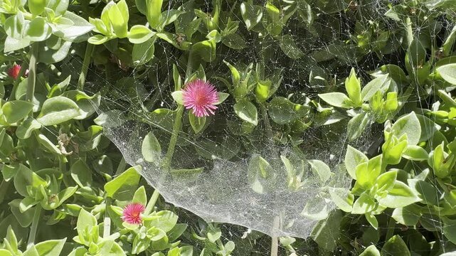 Spider web on Mesembryanthemum cordifolium with pink flowers in a sunny garden