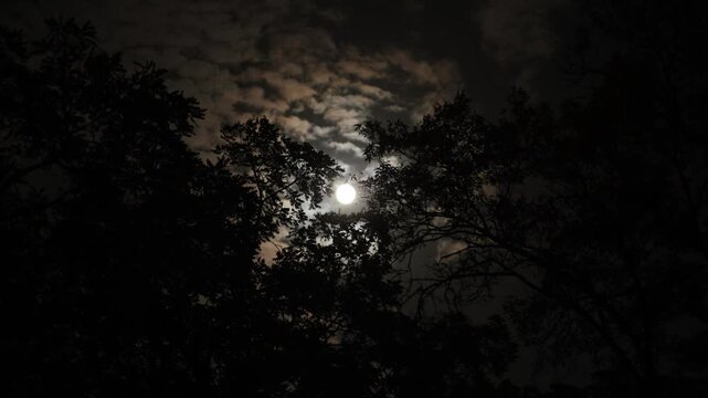 Bright big full super moon shining through ragged clouds in night sky. Dark tree branches sway in the wind