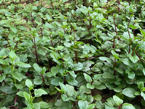 Fresh Green Malabar Spinach Plants Growing in Organic Garden Bed Naturally
