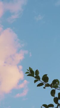 Vertical aesthetic sunset sky with pink clouds and branch silhouette