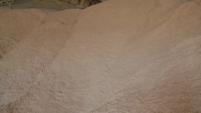 Massive mound of pale sawdust stored inside a warehouse with metal roof beams, showing soft granular texture and industrial scale