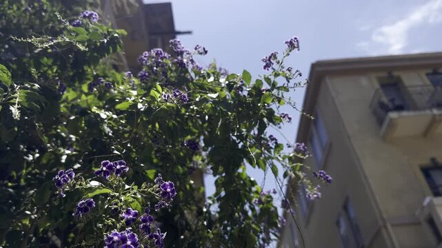 Golden dewdrop (Duranta erecta) with purple flowers swaying in the wind, set against a background of a house and blue sky. Soft natural light, airy atmosphere, Israel.