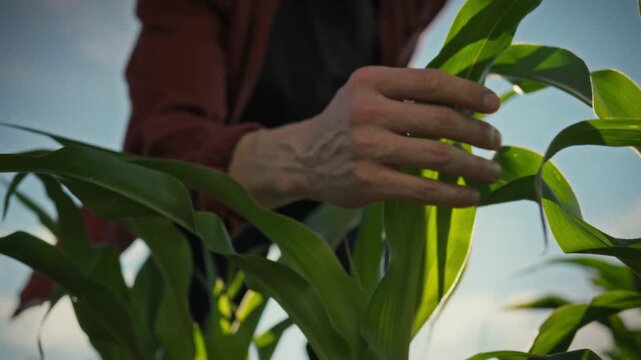 In an open field, a farmer carefully inspects the green stalks and leaves of corn under bright sunlight. The concept of responsible farming and professional agribusiness