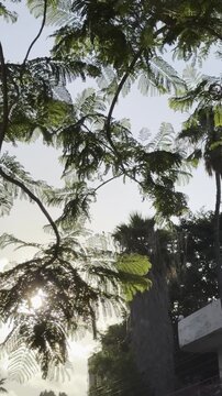 Low-angle view of Tecoma stans leaves swaying against a blue sky