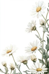Fototapeta premium Daisy flowers frames daisies daisy art.