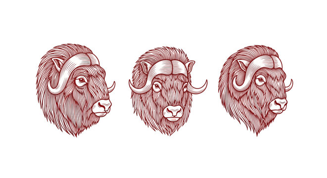 Three illustrated musk ox heads with curved horns.