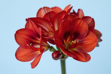 Fototapeta premium A red flower with green leaves against a blue sky