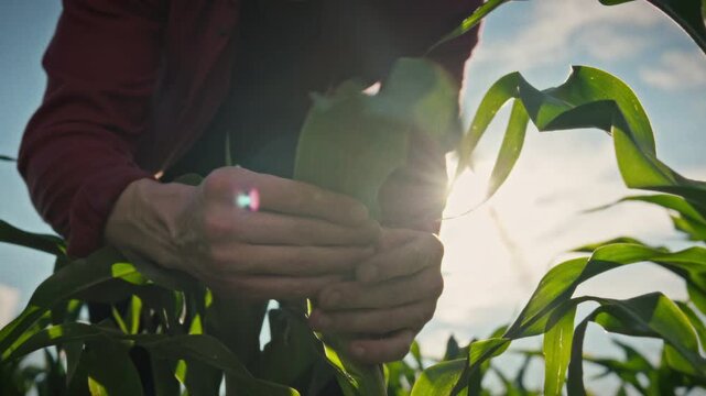 In open fields, a farmer carefully examines corn leaves, studying their structure and condition. Concept of a responsible approach to farming and crop protection