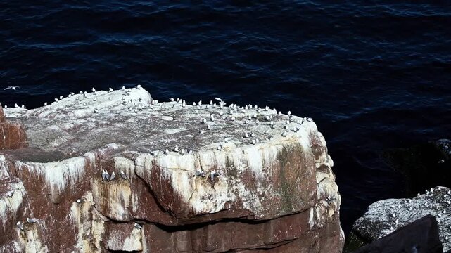 Aerial tracking shot of seabird colony perched and flying over rocky ocean cliff coastline at midday