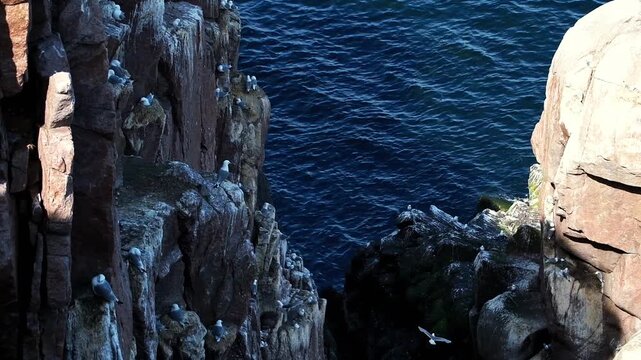 Panning shot of seabirds perched and flying along rugged coastal cliffs with deep blue ocean below