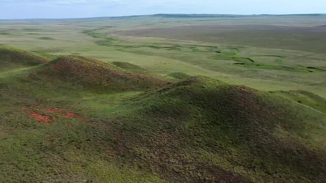 Aerial tracking shot of rolling grassy hills revealing wildflower patches across expansive prairie plain
