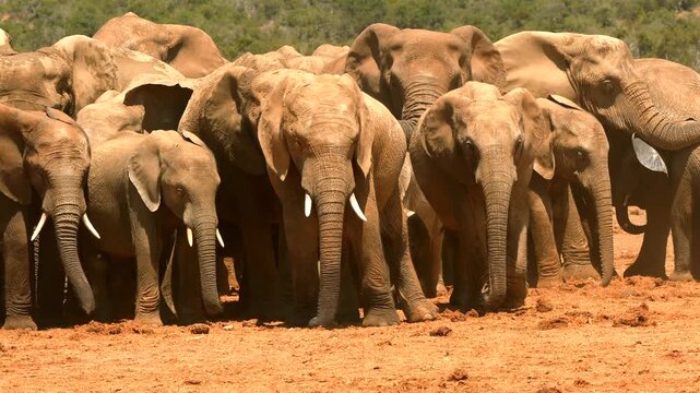 group of african elephants, Loxodonto africana, close together 187  
