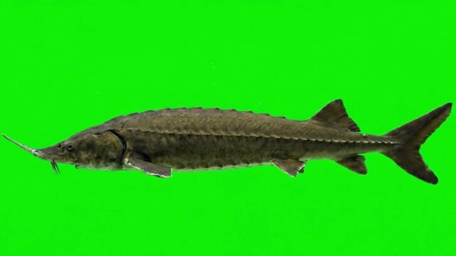 Fish Video of one Lake sturgeon are swimming on the green screen background