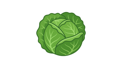 Obraz premium Fresh green cabbage head isolated on white background, simple illustration