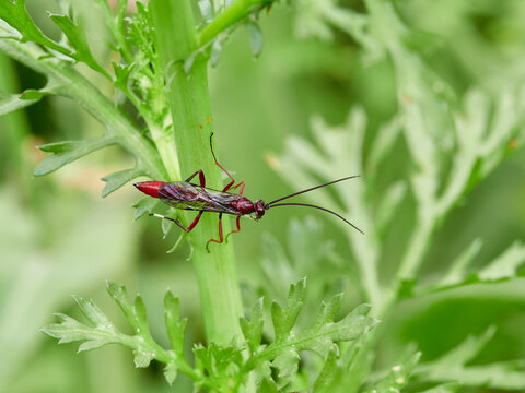 The Long-Tailed Parasitoid: Ichneumonidae Wasp