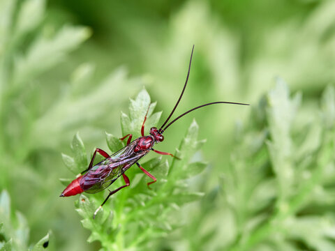 The Long-Tailed Parasitoid: Ichneumonidae Wasp