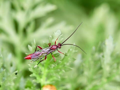 The Long-Tailed Parasitoid: Ichneumonidae Wasp