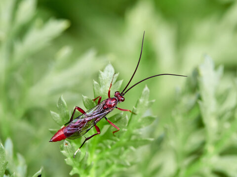The Long-Tailed Parasitoid: Ichneumonidae Wasp