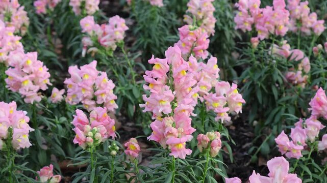 Footage of Bunches of Pastel Pink Snapdragon (Antirrhinum Majus) Blooming in the Garden