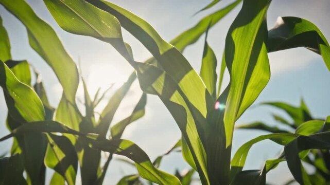 The cobs and leaves of corn fill the frame with a rich green texture against a blue sky and bright sun. The camera moves smoothly over the crops. A concept for organic farming and natural harvests