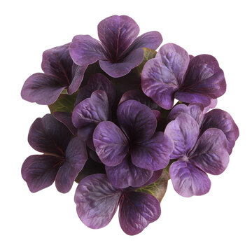 Cluster of deep purple three-petaled flowers with veined texture and subtle green leaves isolated on white background
