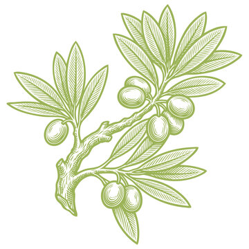Vector engraving illustration of a green olive branch with fresh olives and leaves. Vintage botanical graphic element isolated on white background.