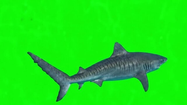 Fish Video of one Tiger shark are swimming on the green screen background