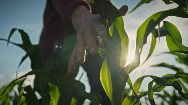 A close-up of a farmer's hand gliding over corn leaves in an open field in slow motion. The bright sun illuminates the scene. Conceptually, this image depicts agriculture and growing grain crops