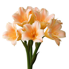 Obraz premium Elegant bouquet of peach-colored amaryllis blossoms with delicate veins isolated on white background