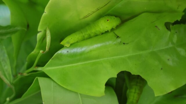 Footage of Bright Green Caterpillar Crawling on Leaf, Symbol of Transformation