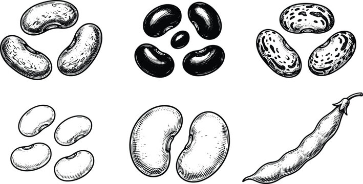 Vintage hand drawn beans engraving illustration set with kidney pinto white and pods
