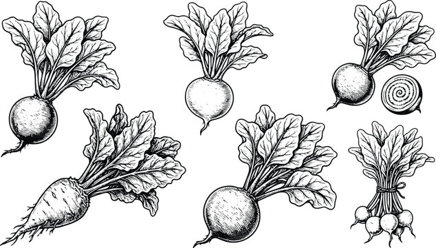 Vintage hand drawn beetroot engraving illustration set with whole sliced and bundled beets