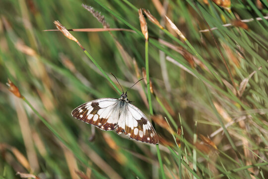 Mariposa medioluto ib&radic;&copy;rica con las alas abiertas reposando inm&radic;&ge;vil sobre tallos verdes en la sierra de Mariola, Bocairent, Espa&radic;&plusmn;a