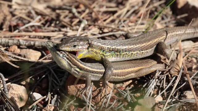 Lagartijas colilargas apare&aacute;ndose sobre la hojarasca en la sierra de Mariola, mostrando una respiraci&oacute;n agitada durante la c&oacute;pula, Bocairent, Espa&ntilde;a