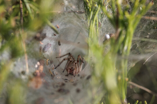 Ara&ntilde;a de laberinto acechando dentro de su refugio tubular de seda en la sierra de Mariola, primer plano macro, Bocairent, Espa&ntilde;a