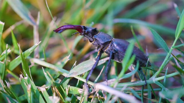 Close-up of a (Lucanus cervus) in the grass ready to fly