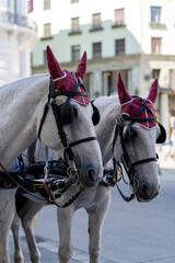 Profile portrait of two heads of white carriage horses in burgundy ear bonnets © ElenaEdelweys