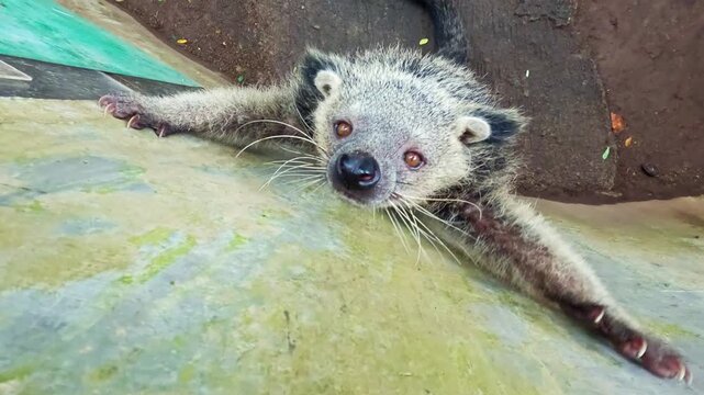 Binturong Close Up Slow Motion, Indonesia