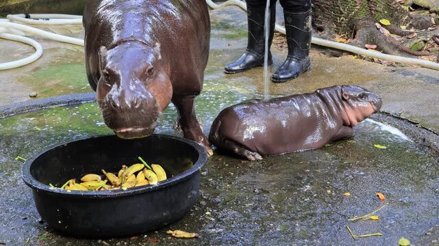 Footage of a 3 months old adorable baby Pygmy Hippo being showered by zookeeper while her mother having breakfast